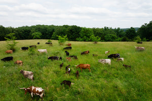How Horstmann Cattle Company Thrives Through Hot Missouri Summers Using Regenerative Practices
