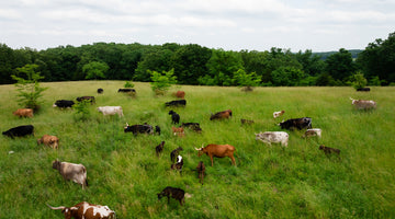 How Horstmann Cattle Company Thrives Through Hot Missouri Summers Using Regenerative Practices