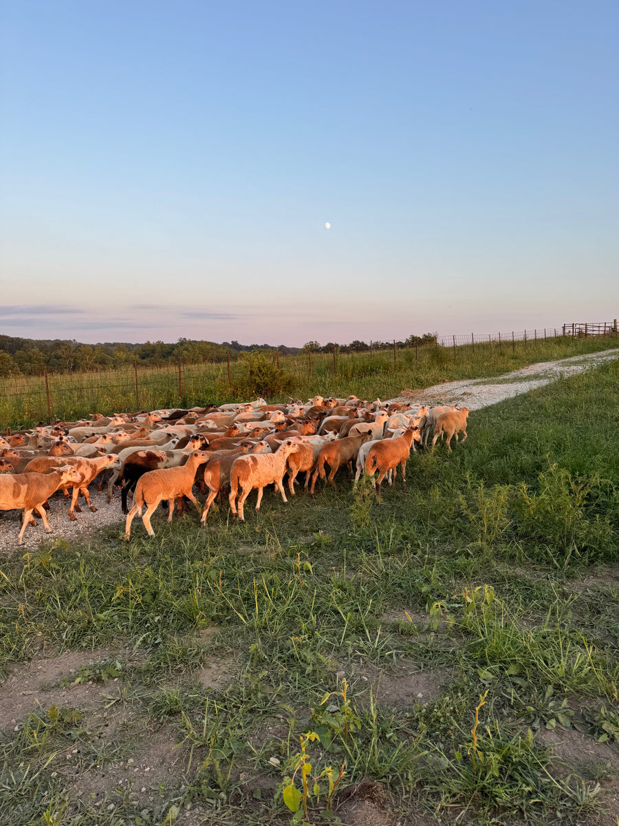 New Faces on the Farm: HCC Welcomes a Flock of Sheep – Horstmann Cattle ...