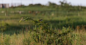 Amazing Bird Diversity on the Farm: A Visit from the Audubon Society and Missouri River Bird Observatory