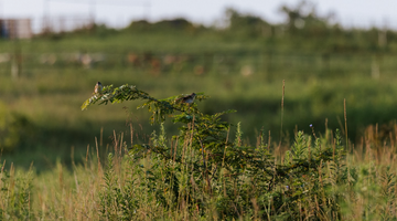 Amazing Bird Diversity on the Farm: A Visit from the Audubon Society and Missouri River Bird Observatory