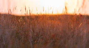Green Forage, Year-Round: Maximizing Grazing Through Pasture Diversity