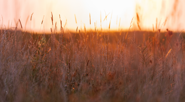 Green Forage, Year-Round: Maximizing Grazing Through Pasture Diversity