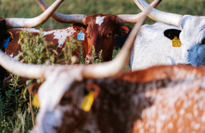 Why Buying American Beef Matters | Missouri Ranchers & the Rise of Imported Beef
