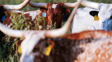 Why Buying American Beef Matters | Missouri Ranchers & the Rise of Imported Beef