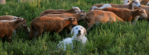 Guardians of the Pasture: The Dogs Behind the Flock
