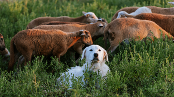 Guardians of the Pasture: The Dogs Behind the Flock