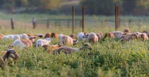 Spring Grazing Done Right