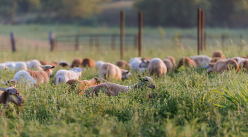 Spring Grazing Done Right