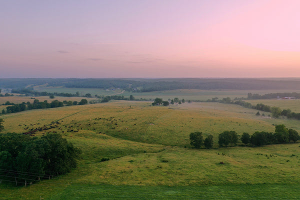 horstmann cattle company regenerative farm. locally owned. organic grass fed